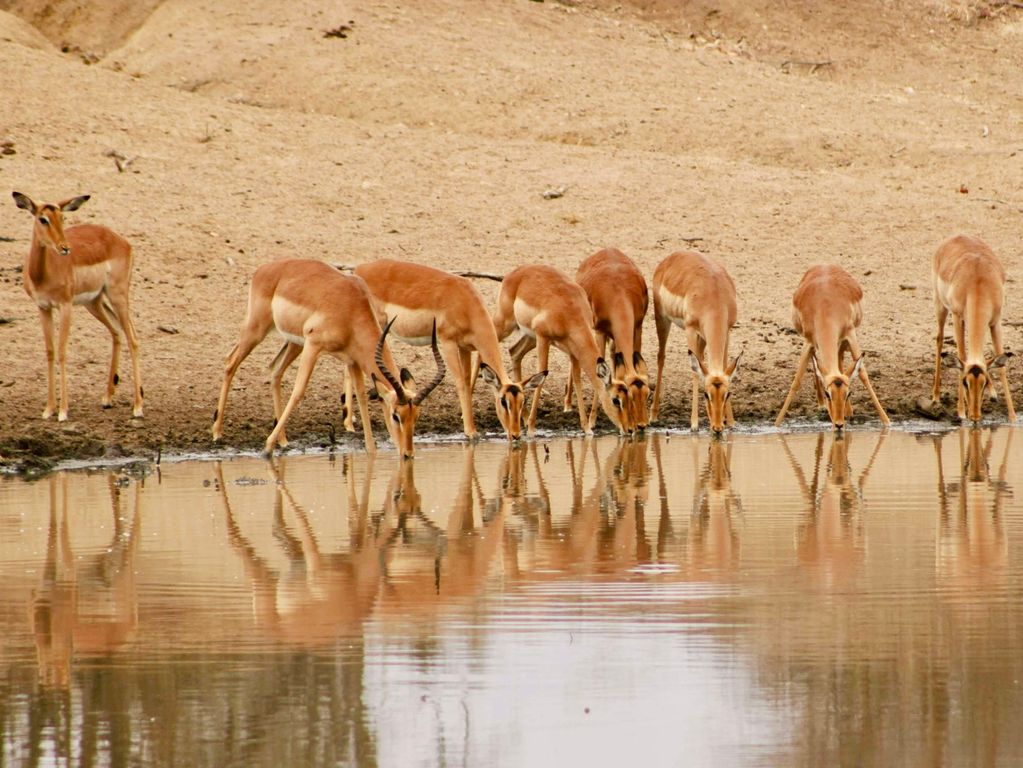 Kruger NP impala's